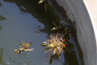 Yaban arıları su iç su yüzeyinde tava, yüzmek, lavabo değil.