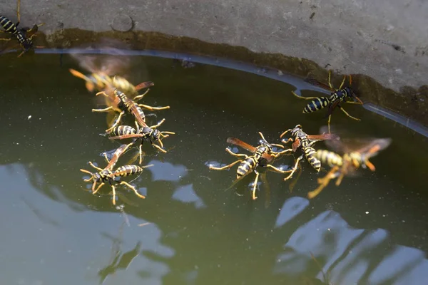 Σφήκες Πίνουν Νερό Από Τηγάνι Κολυμπούν Στην Επιφάνεια Του Νερού — Φωτογραφία Αρχείου