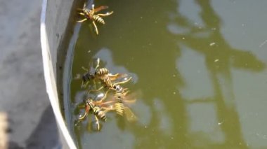 Yaban arıları tava, su iç su yüzeyi yüzmek. Yaban arıları su üzerinde uçmak. Yaban arıları Polistes su içmek