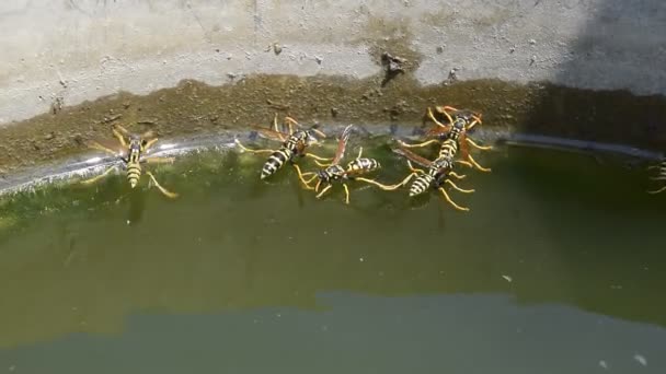 Wasps Drink Water Pan Swim Surface Water Wasps Fly Water — Stock Video