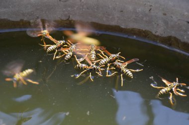 Yaban arıları su iç su yüzeyinde tava, yüzmek, lavabo değil.