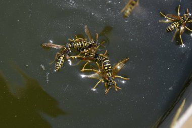 Yaban arıları su iç su yüzeyinde tava, yüzmek, lavabo değil.