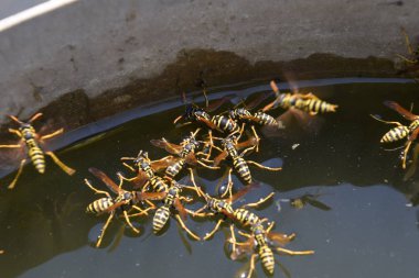 Yaban arıları su iç su yüzeyinde tava, yüzmek, lavabo değil.