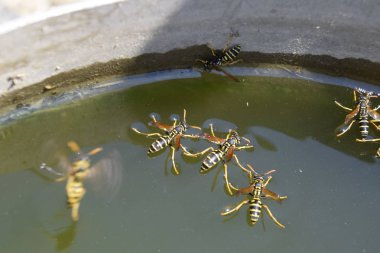 Yaban arıları su iç su yüzeyinde tava, yüzmek, lavabo değil.