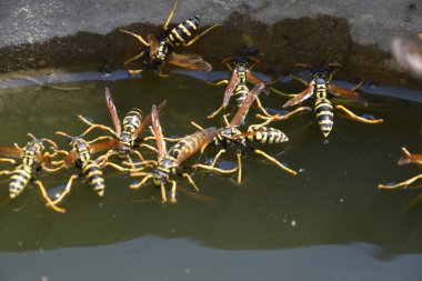 Yaban arıları su iç su yüzeyinde tava, yüzmek, lavabo değil.