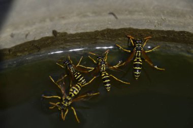 Yaban arıları su iç su yüzeyinde tava, yüzmek, lavabo değil.