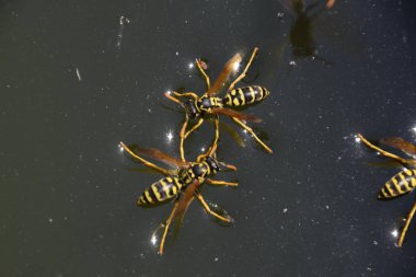 Yaban arıları su iç su yüzeyinde tava, yüzmek, lavabo değil.