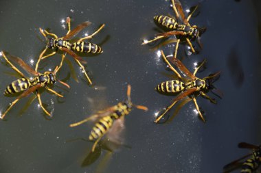 Yaban arıları Polistes su içmek. Yaban arıları su iç su yüzeyinde tava, yüzmek, lavabo değil.