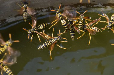 Yaban arıları Polistes su içmek. Yaban arıları su iç su yüzeyinde tava, yüzmek, lavabo değil.