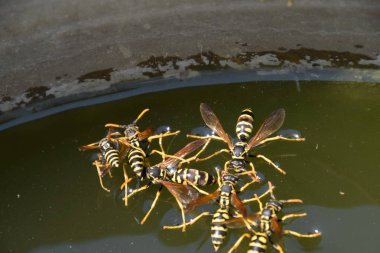 Yaban arıları su iç su yüzeyinde tava, yüzmek, lavabo değil.