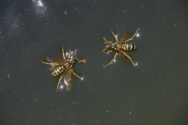 Yaban arıları Polistes su içmek. Yaban arıları su iç su yüzeyinde tava, yüzmek, lavabo değil.
