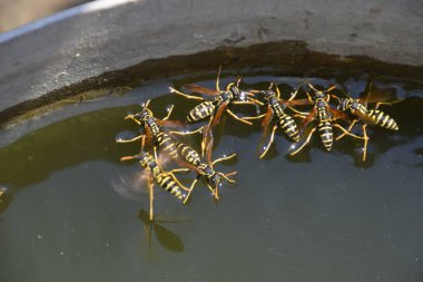 Yaban arıları su iç su yüzeyinde tava, yüzmek, lavabo değil.