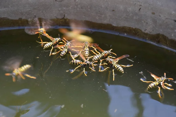 Yaban arıları su iç su yüzeyinde tava, yüzmek, lavabo değil.