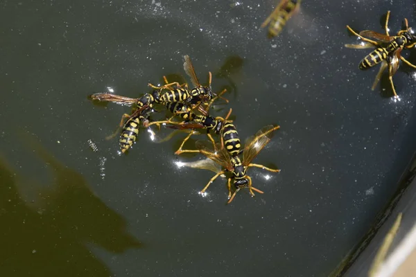 Yaban arıları su iç su yüzeyinde tava, yüzmek, lavabo değil.