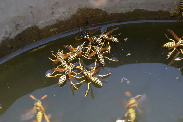 Yaban arıları su iç su yüzeyinde tava, yüzmek, lavabo değil.