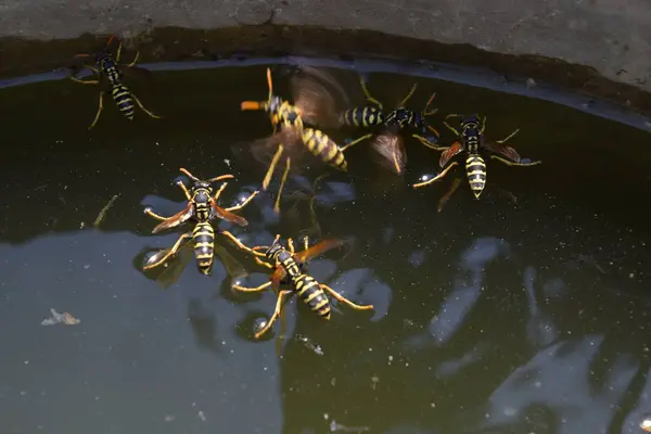 Yaban arıları su iç su yüzeyinde tava, yüzmek, lavabo değil.