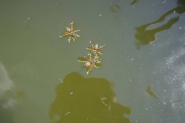 ハチが水を飲む水の水面を泳ぐ フライパンから シンクしません — ストック写真