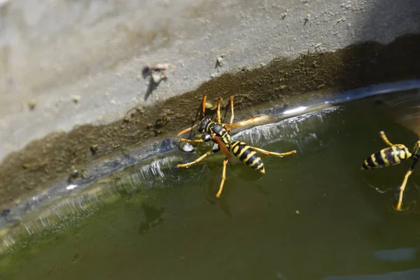 Yaban arıları su iç su yüzeyinde tava, yüzmek, lavabo değil.