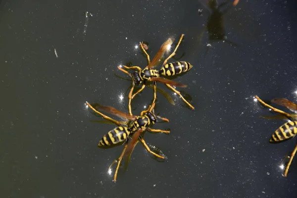 Yaban Arıları Yüzeyinde Tava Yüzmek Lavabo Değil — Stok fotoğraf