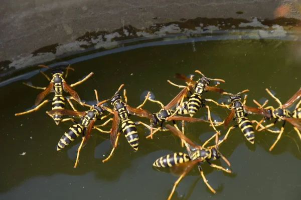 Wasps Drink Water Pan Swim Surface Water Sink — Stock Photo, Image