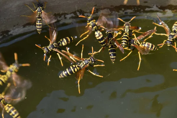Yaban arıları Polistes su içmek. Yaban arıları su iç su yüzeyinde tava, yüzmek, lavabo değil.