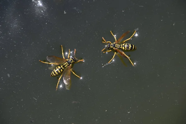 Wespen trinken Wasser. Wespen trinken Wasser aus der Pfanne, schwimmen auf der Wasseroberfläche, gehen nicht unter. — Stockfoto