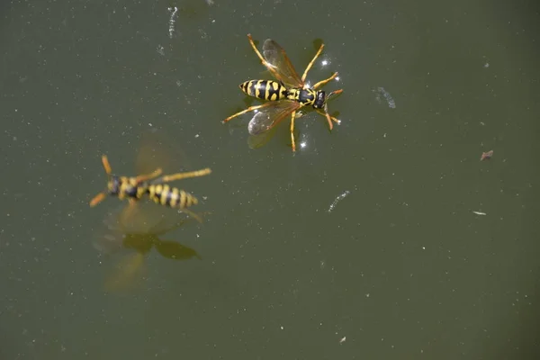 Σφήκες Πίνουν Νερό Από Τηγάνι Κολυμπούν Στην Επιφάνεια Του Νερού — Φωτογραφία Αρχείου