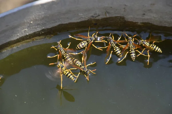 Yaban arıları su iç su yüzeyinde tava, yüzmek, lavabo değil.