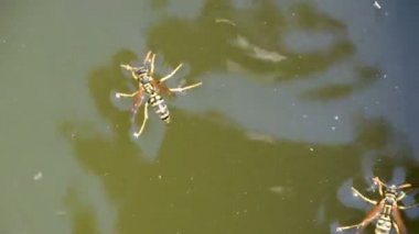 Yaban arıları Polistes su içmek. Yaban arıları su iç su yüzeyinde tava, yüzmek, lavabo değil.