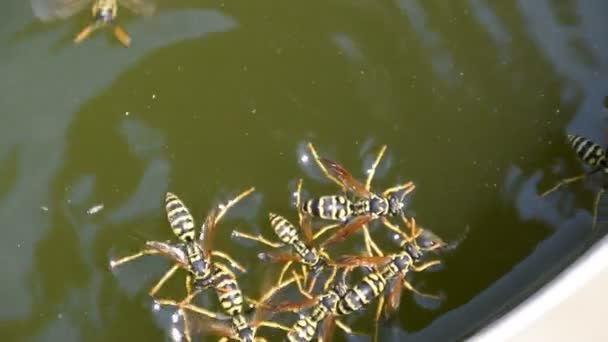 Wasps Polistes drink water. Wasps drink water from the pan, swim on the surface of the water, do not sink. — Stock Video