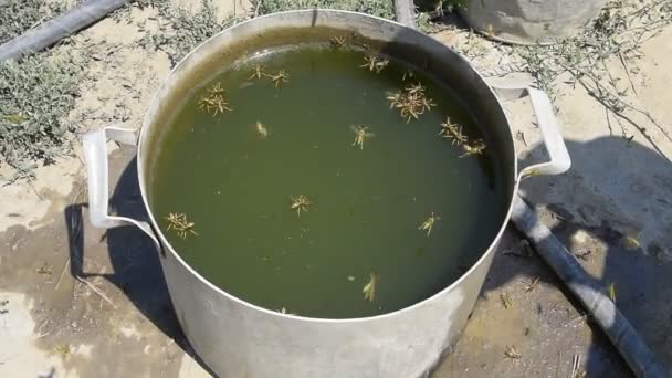 Осы пьют воду из сковороды, плавают на поверхности воды. Осы летают над водой. Wasps Polistes пьют воду — стоковое видео