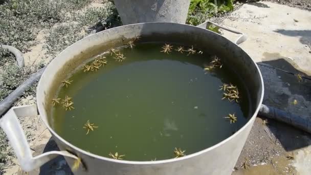 ハチが鍋から水を飲む水の表面に泳ぐ。ハチは水に飛ぶ。スズメバチ アシナガバチは水を飲む — ストック動画