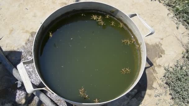 黄蜂从锅里喝水, 在水面上游泳。黄蜂飞过水面。黄蜂马蜂饮水 — 图库视频影像