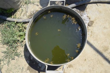 Yaban arıları Polistes su içmek. Yaban arıları pan, float su üzerinde uçan su yüzeyinde su.