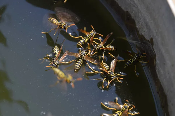 Tabuhan Polistes Minum Air Tawon Minum Air Dari Panci Mengapung — Stok Foto