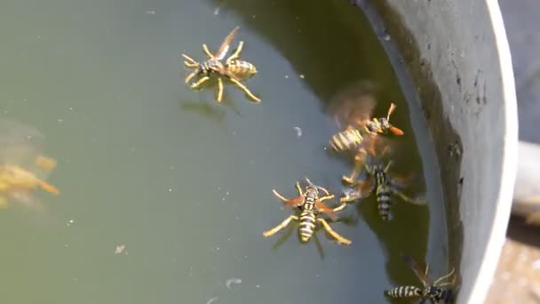 Осы пьют воду из сковороды, плавают на поверхности воды. Осы летают над водой. Wasps Polistes пьют воду — стоковое видео