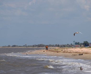 Bir adam uzakta seashore ve kıyıya yakın yerde uçan martıları boyunca yürüyüş.