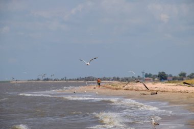 Bir adam uzakta seashore ve kıyıya yakın yerde uçan martıları boyunca yürüyüş.