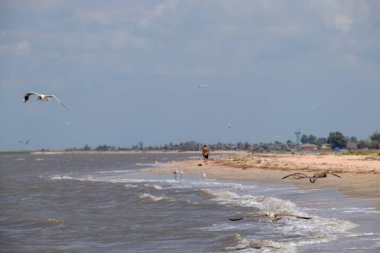 Bir adam uzakta seashore ve kıyıya yakın yerde uçan martıları boyunca yürüyüş.