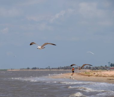 Bir adam uzakta seashore ve kıyıya yakın yerde uçan martıları boyunca yürüyüş.