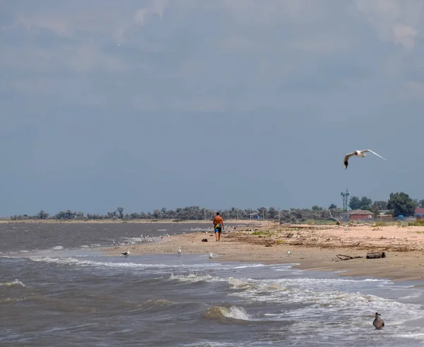 Bir adam uzakta seashore ve kıyıya yakın yerde uçan martıları boyunca yürüyüş.