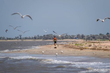 Bir adam uzakta seashore ve kıyıya yakın yerde uçan martıları boyunca yürüyüş.