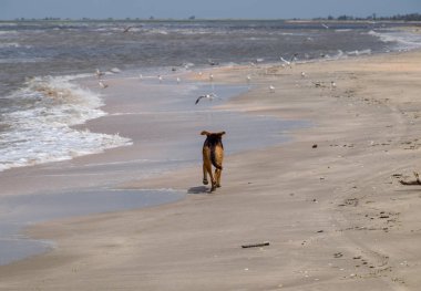 Köpek sahilde. Köpek kıyı şeridinde çalışır.