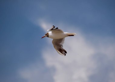 Sea gull gökyüzünde uçan. Martı sıradan