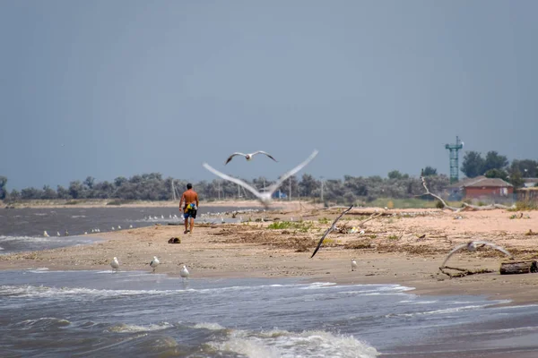 Hombre Caminando Largo Orilla Del Mar Gaviotas Volando Cerca Orilla — Foto de Stock