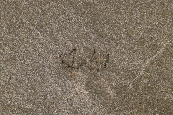 Sporen Van Een Zeemeeuw Het Zand Bij Zee — Stockfoto