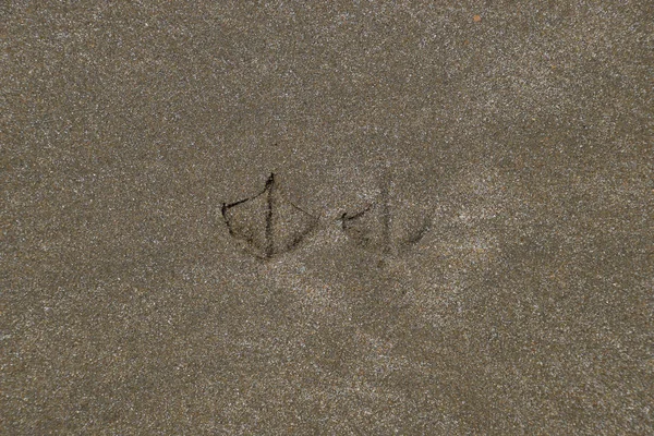 Spår av en fiskmås på sanden vid havet — Stockfoto