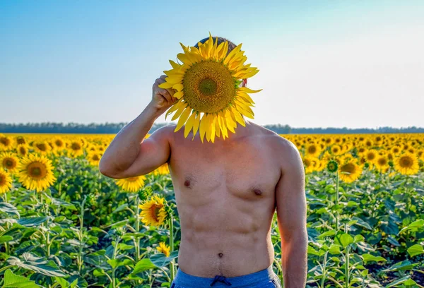 A man with a naked torso in a field of sunflowers. The sunflower blooms.