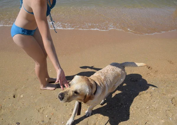 ビーチで犬と一緒にゲーム 犬は人間の友 — ストック写真