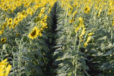 Ayçiçeği tarlası. Ayçiçeği alanında büyüyor. Bloom